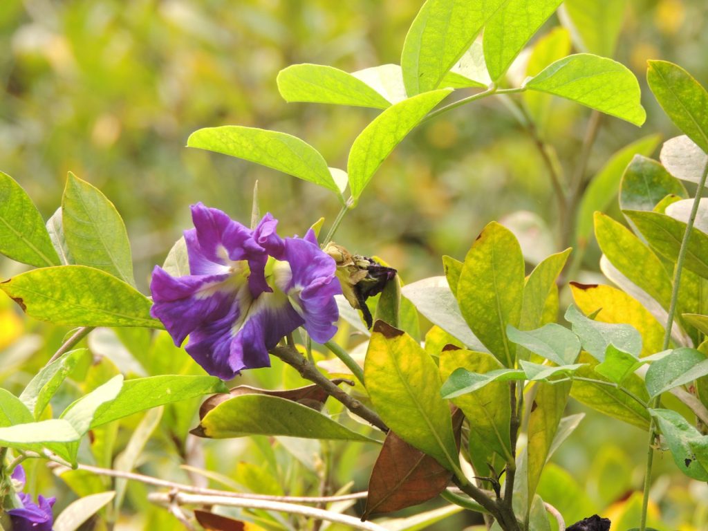 Butterfly Pea Applications: Tea, Latte, Cocktail, Colorant