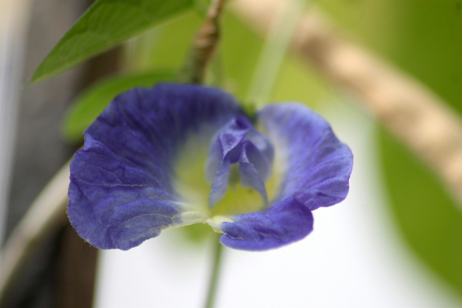 A close up of a purple flower on a branch