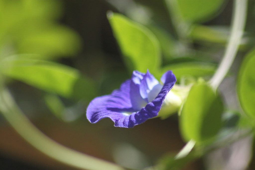 Butterfly Pea for Amazon FBA: Prep Basics