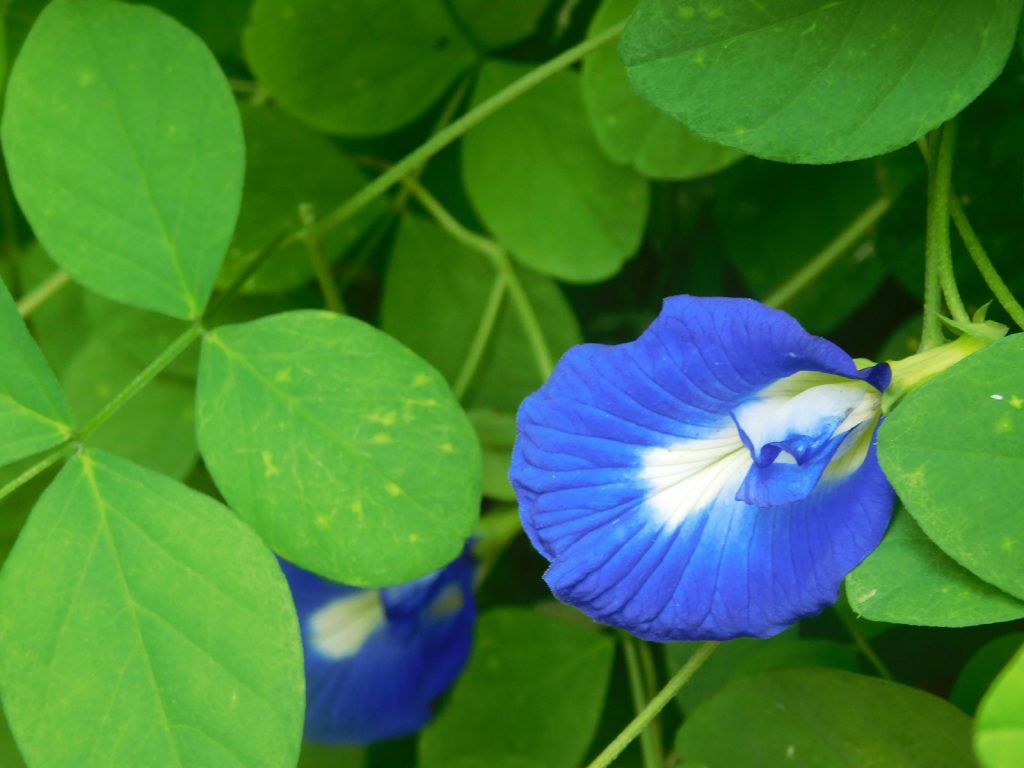 Blue Latte and Color-Changing Tea Demand