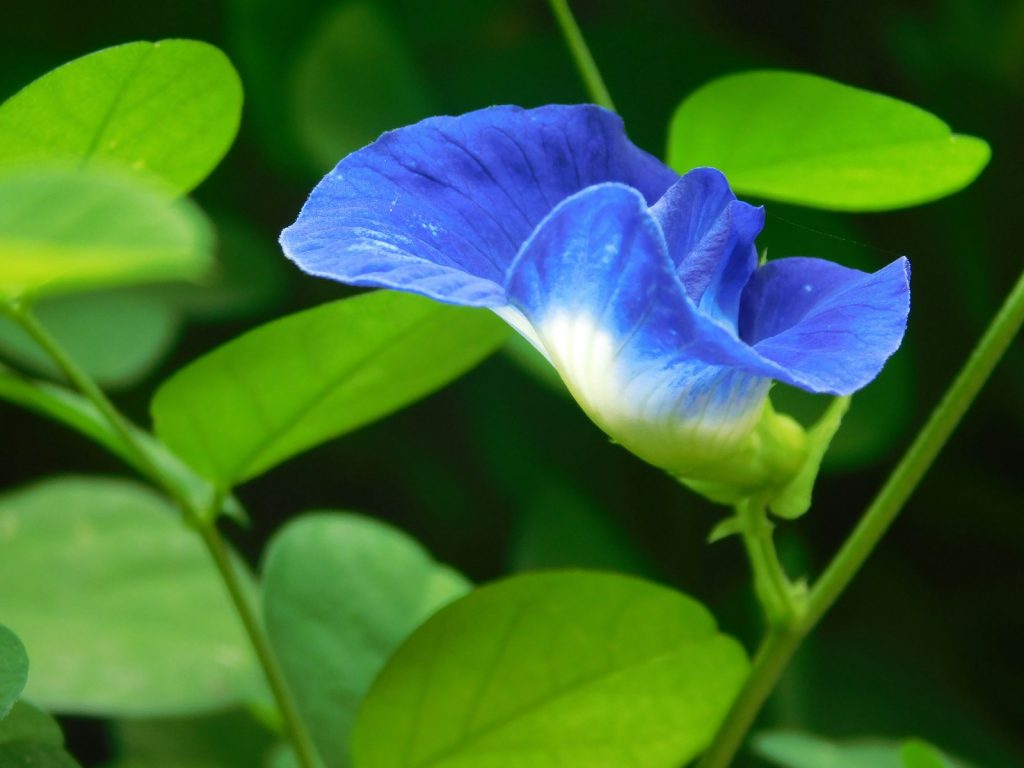 How to Read a Butterfly Pea Certificate of Analysis