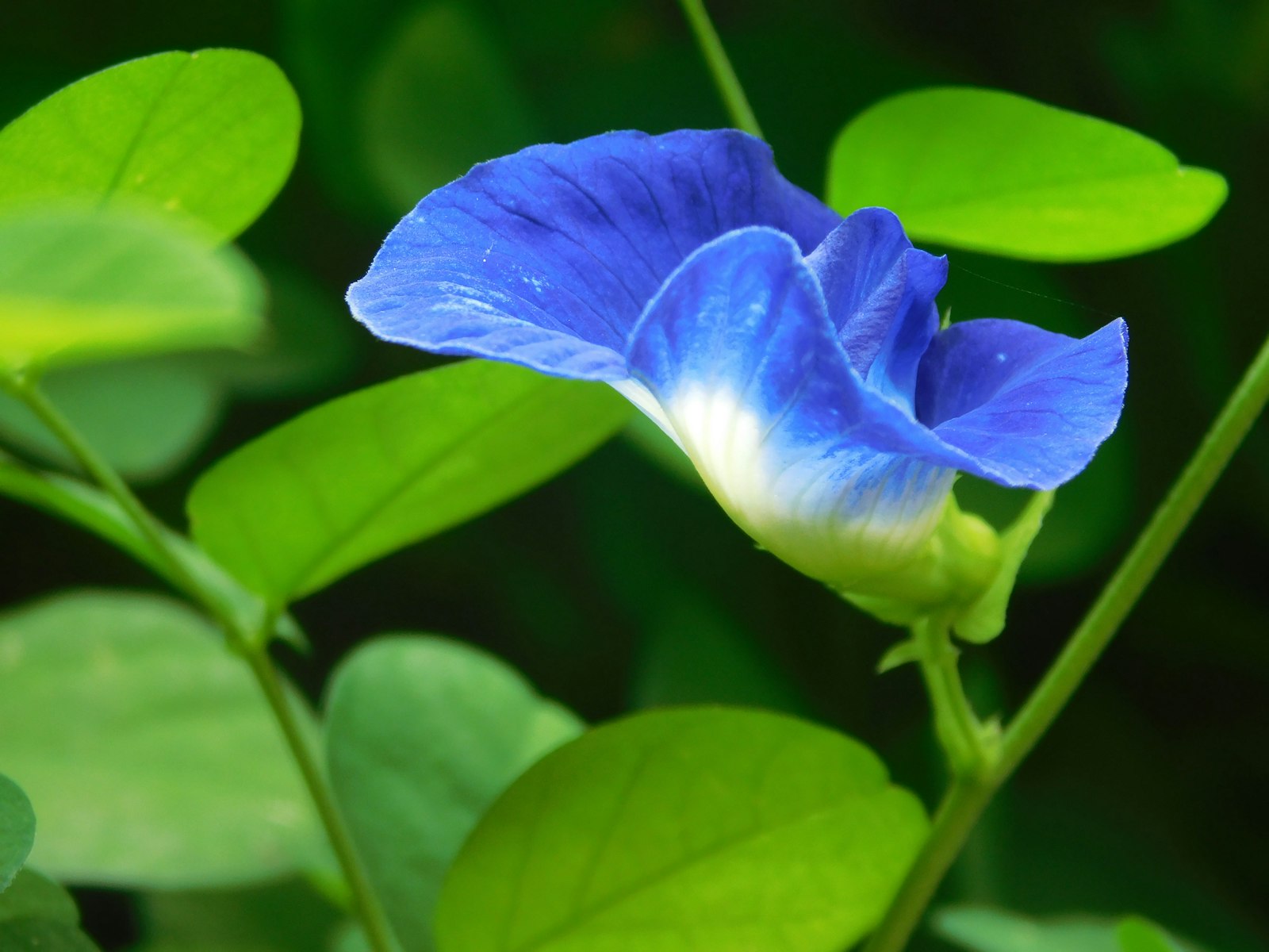 A vibrant blue butterfly pea flower with green leaves.