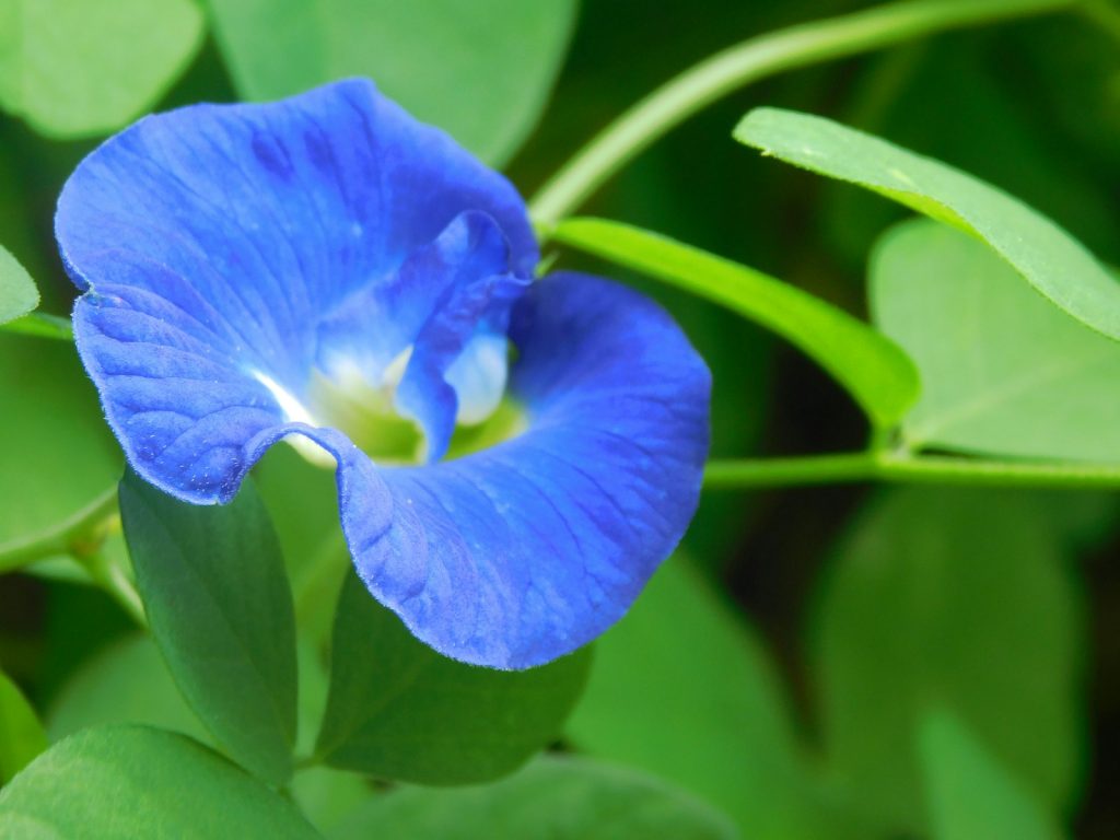 Sourcing Butterfly Pea for the Cocktail Trade