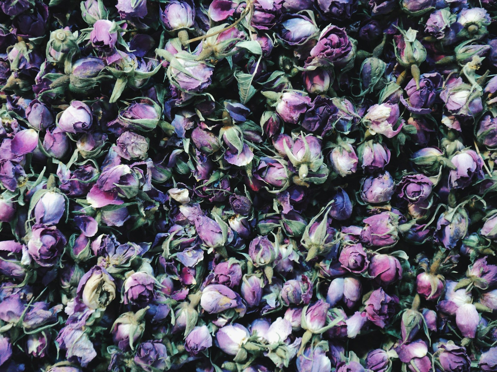 Dried rose buds in a close-up view.