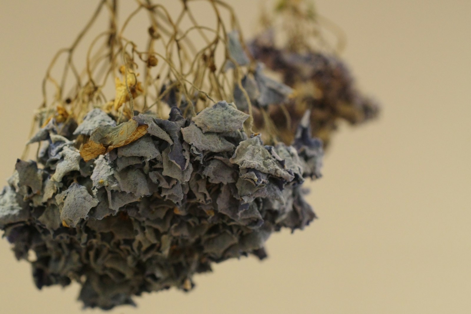 A bunch of dried flowers hanging from a wire
