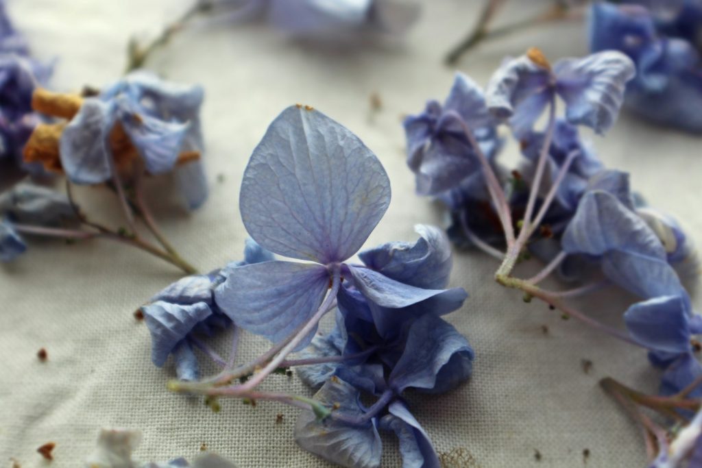 Preventing Moisture and Mold in Dried Flowers