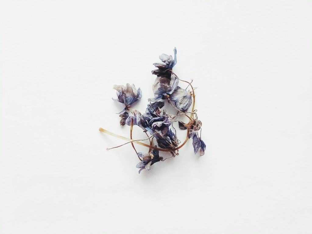 Butterfly Pea as a Natural Blue Food Colorant