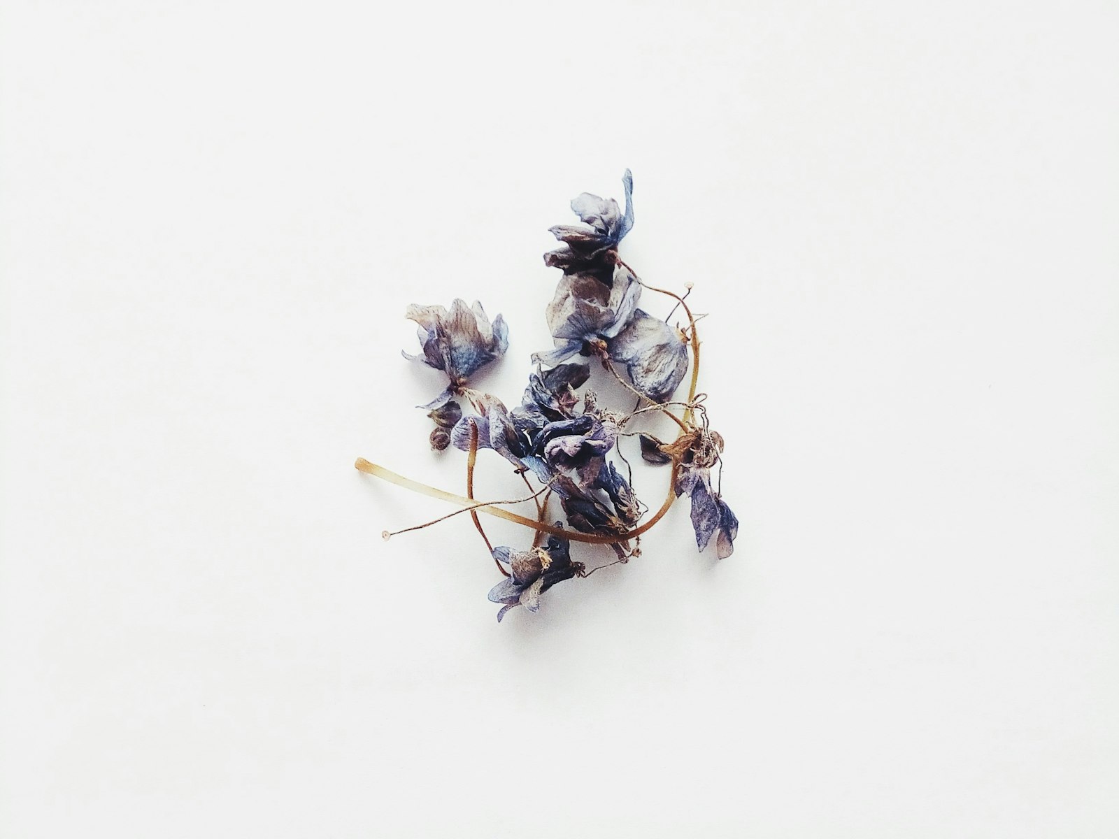white and purple flower on white surface