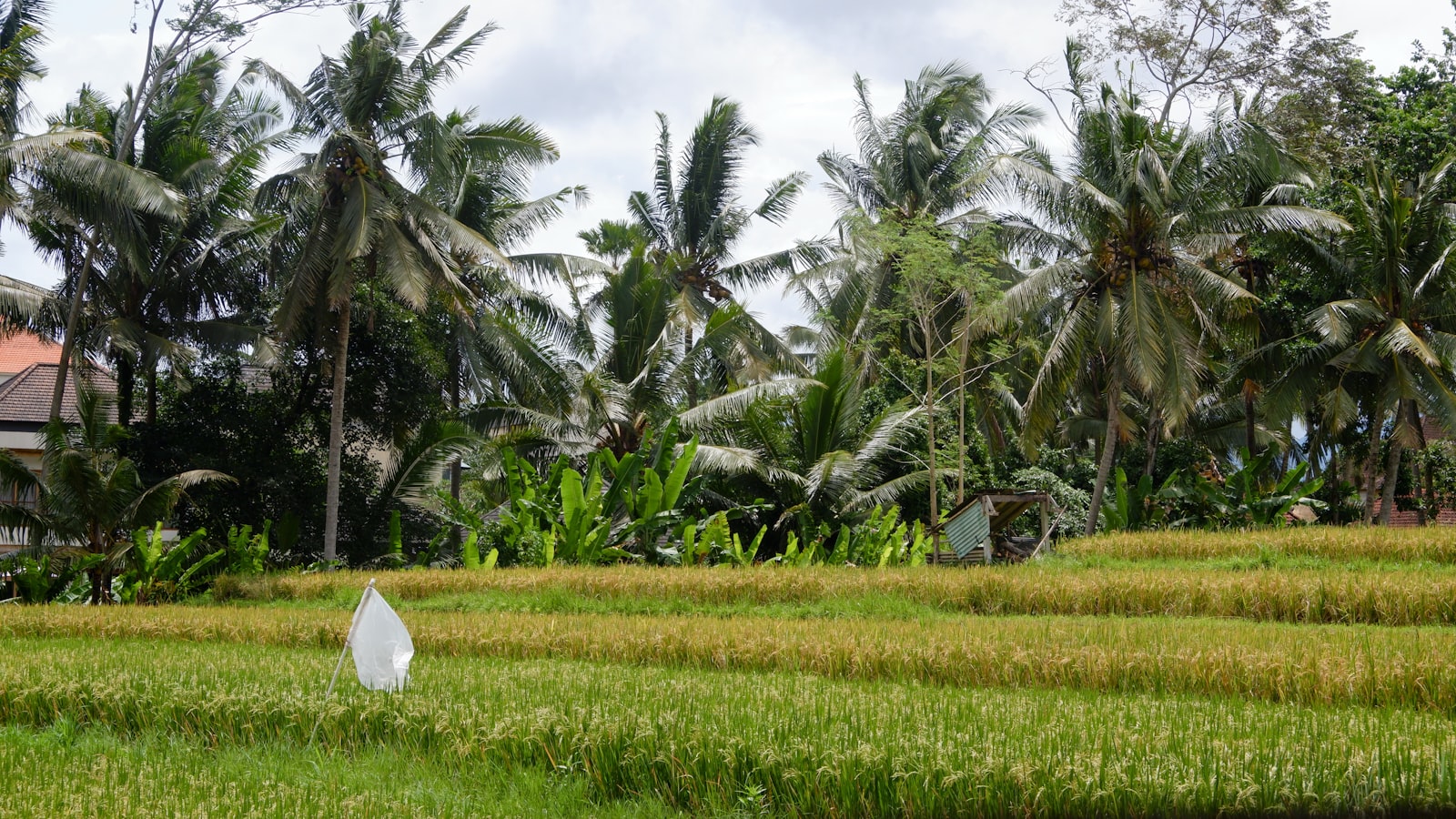 Rice fields and palm trees fill the landscape.