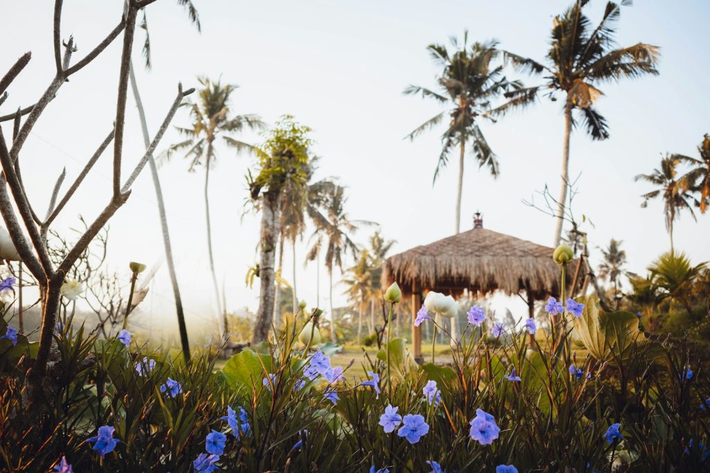 Butterfly Pea Health Claims: What Not to Say