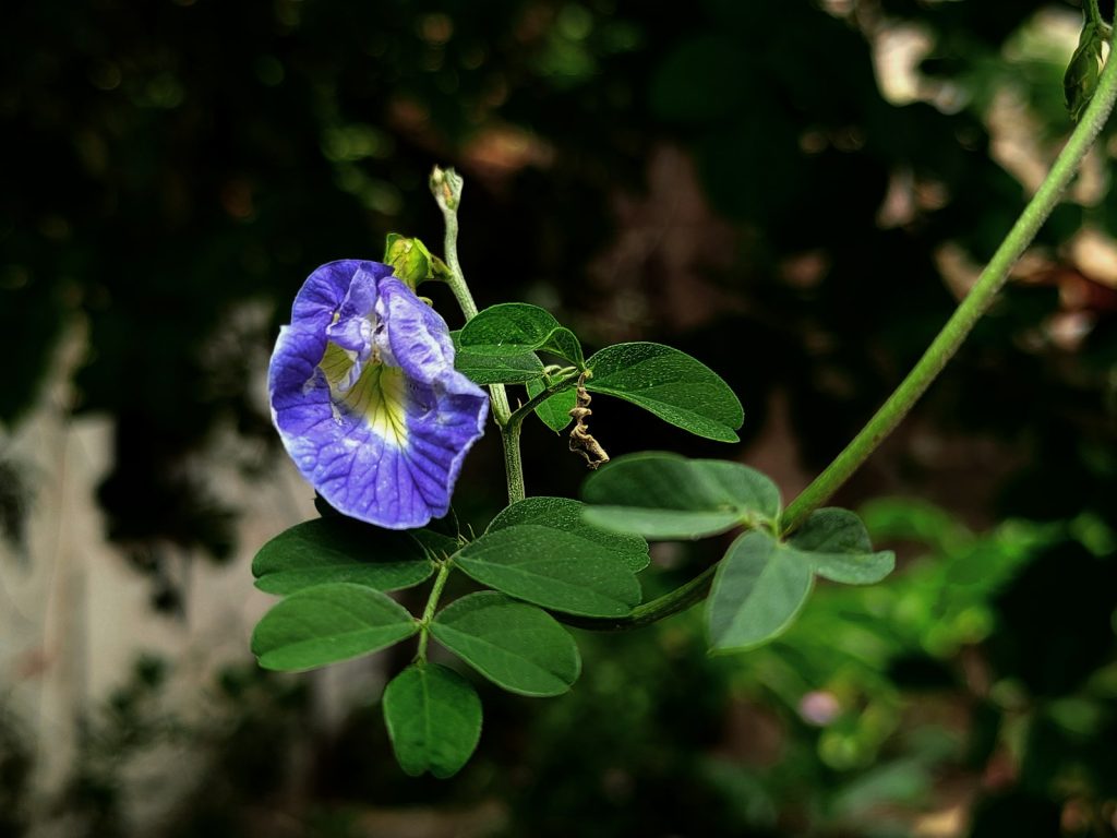 Butterfly Pea vs Other Natural Blue Colorants
