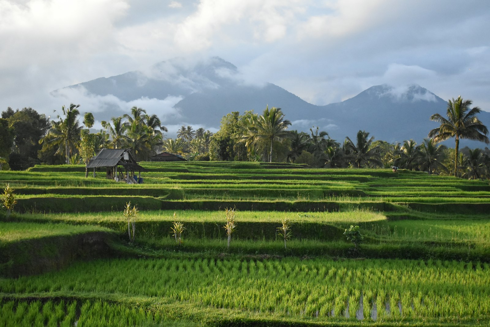 a lush green rice field with mountains in the background