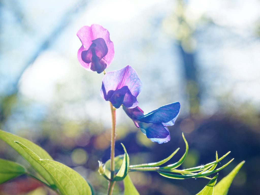 Butterfly Pea Wholesale FAQ