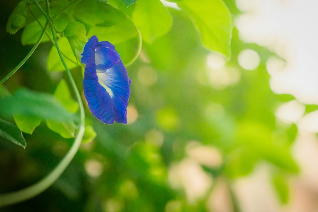 How Butterfly Pea Flower Is Grown & Dried
