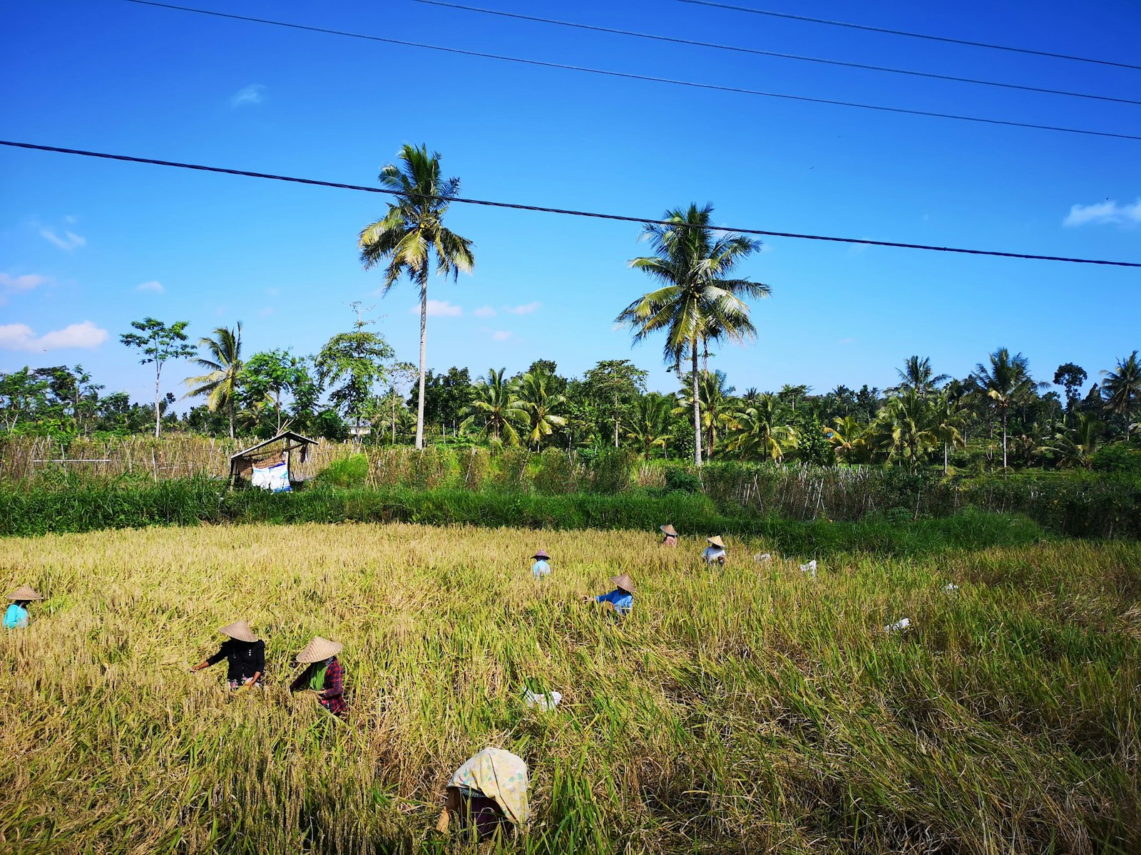 people harvesting on rice fields during daytime