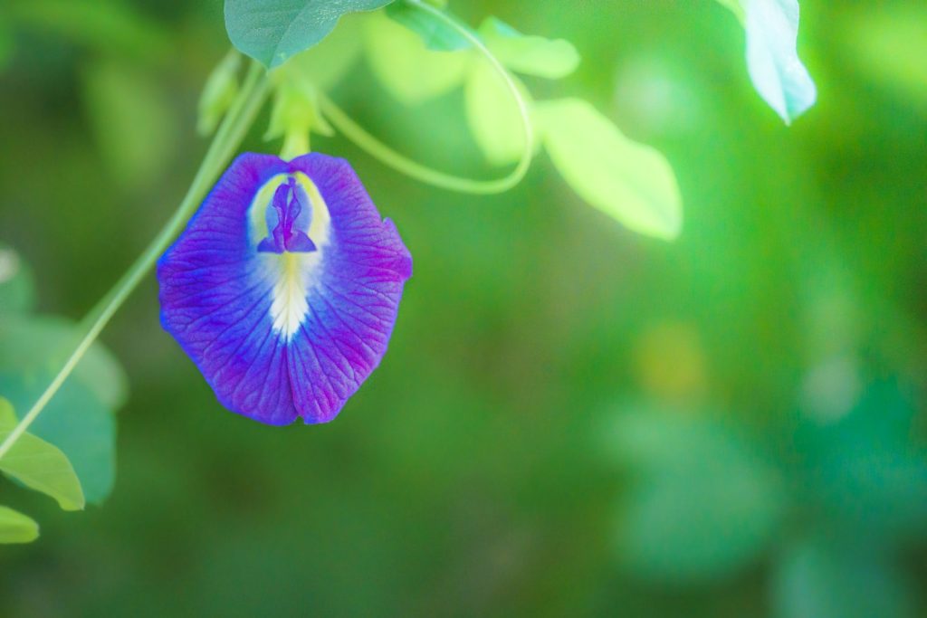 Butterfly Pea Lead Times & Production Planning