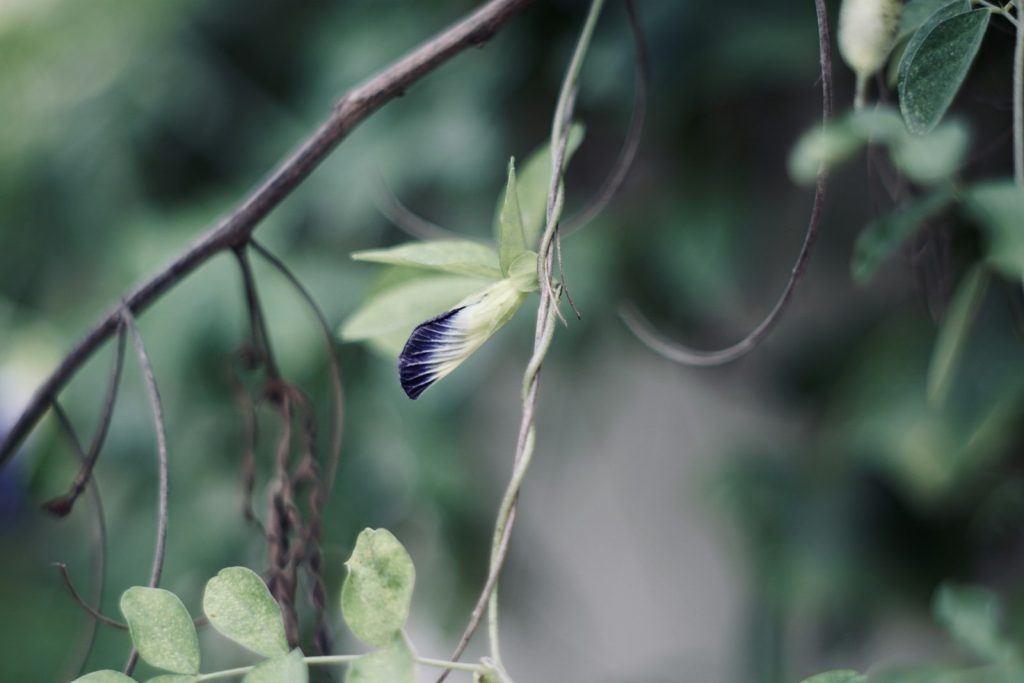 Private Label & OEM Butterfly Pea Tea